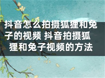 抖音怎么拍攝狐貍和兔子的視頻 抖音拍攝狐貍和兔子視頻的方法