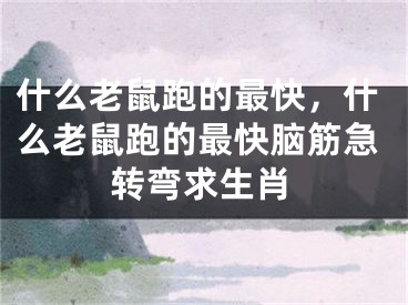 什么老鼠跑的最快，什么老鼠跑的最快腦筋急轉(zhuǎn)彎求生肖