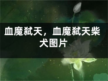 血魔弒天，血魔弒天柴犬圖片